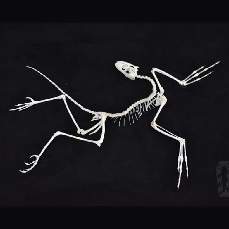Fossil Replica Display - 2120 Артефакт археоптерикса: Декоративная реплика костей